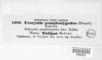 Urocystis anemones image